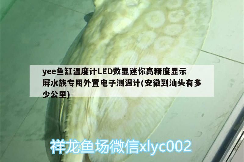 yee魚缸溫度計(jì)LED數(shù)顯迷你高精度顯示屏水族專用外置電子測(cè)溫計(jì)(安徽到汕頭有多少公里)
