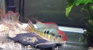 白子關刀魚壽命（白子關刀魚的壽命一般在5到7年左右，可以活到十年）