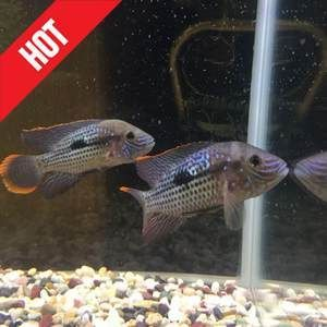 白子關刀魚壽命（白子關刀魚的壽命一般在5到7年左右，可以活到十年）