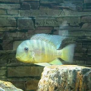 白子關刀魚壽命（白子關刀魚的壽命一般在5到7年左右，可以活到十年）