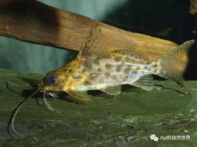 非洲鯰魚（非洲鯰魚是一種怎樣的存在？）