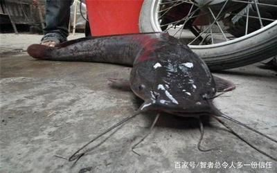 非洲鯰魚（非洲鯰魚是一種怎樣的存在？）