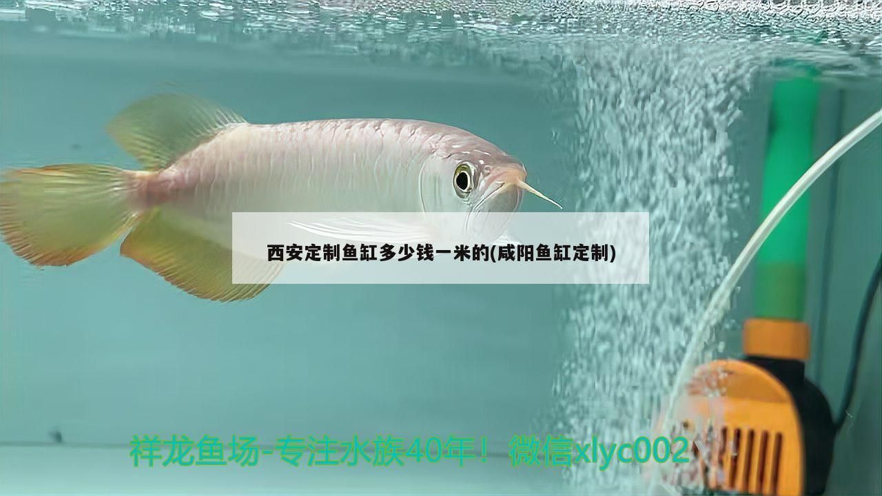 西安定制魚缸多少錢一米的(咸陽魚缸定制)