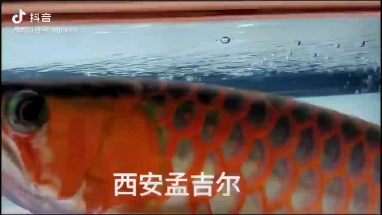 孟吉爾·萬吉 孟吉爾·萬吉 廣州孟吉爾 第2張