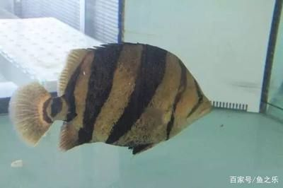 十二公分的虎魚一天吃多少：十二公分的虎魚一天吃多少公分的虎魚一天吃多少 十二公分的虎魚一天吃多少：十二公分的虎魚一天吃多少公分的虎魚一天吃多少 虎魚百科 第3張
