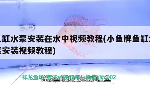 扶溝縣亞杰觀賞魚店