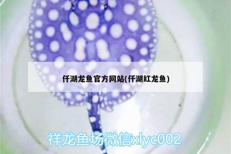 仟湖龍魚官方網站(仟湖紅龍魚)