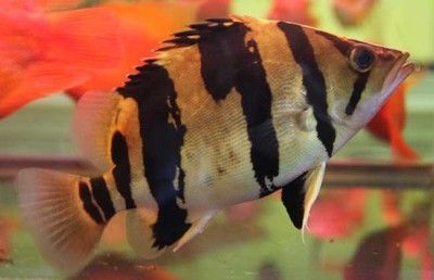 虎魚吃食階段是什么：關于虎魚吃食階段的詳細描述