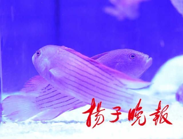 品相好的紅龍魚是什么魚種 紅龍魚百科 第5張 品相好的紅龍魚是什么魚種 品相好的紅龍魚是什么魚種 紅龍魚百科 第5張