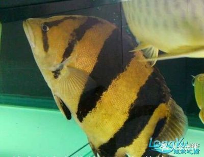 虎魚50厘米：虎魚的尺寸可以從幾厘米到幾十厘米到幾十厘米不等 虎魚50厘米：虎魚的尺寸可以從幾厘米到幾十厘米到幾十厘米不等 虎魚百科 第1張