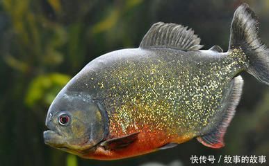 虎魚50厘米：虎魚的尺寸可以從幾厘米到幾十厘米到幾十厘米不等 虎魚50厘米：虎魚的尺寸可以從幾厘米到幾十厘米到幾十厘米不等 虎魚百科 第3張