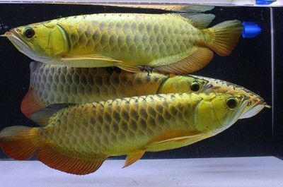 龍魚拼命撞缸什么原因（龍魚拼命撞缸什么原因引起的）