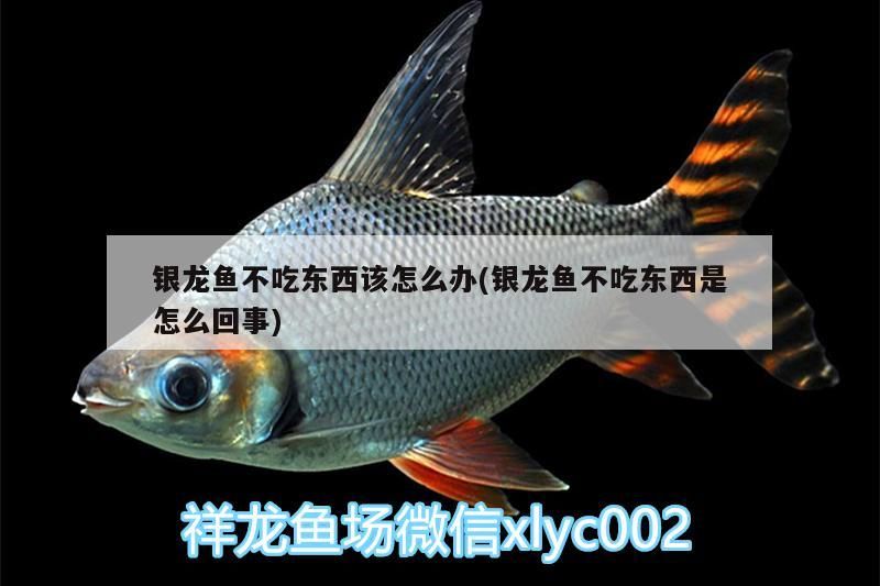 銀龍魚不吃東西該怎么辦(銀龍魚不吃東西是怎么回事)