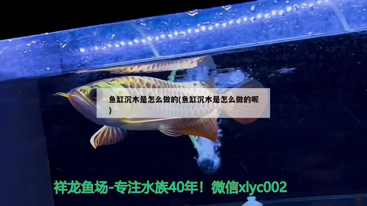 魚缸沉木是怎么做的(魚缸沉木是怎么做的呢)