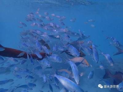 魟魚老在水面上游：魟魚老在水面上游可能有以下幾種情況
