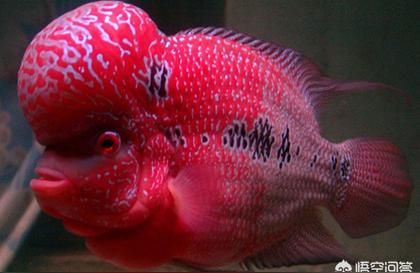 仟湖旗艦店羅漢魚飼料凸頭增紅增色魚食熱帶魚壽星頭紅瑞神魚糧食