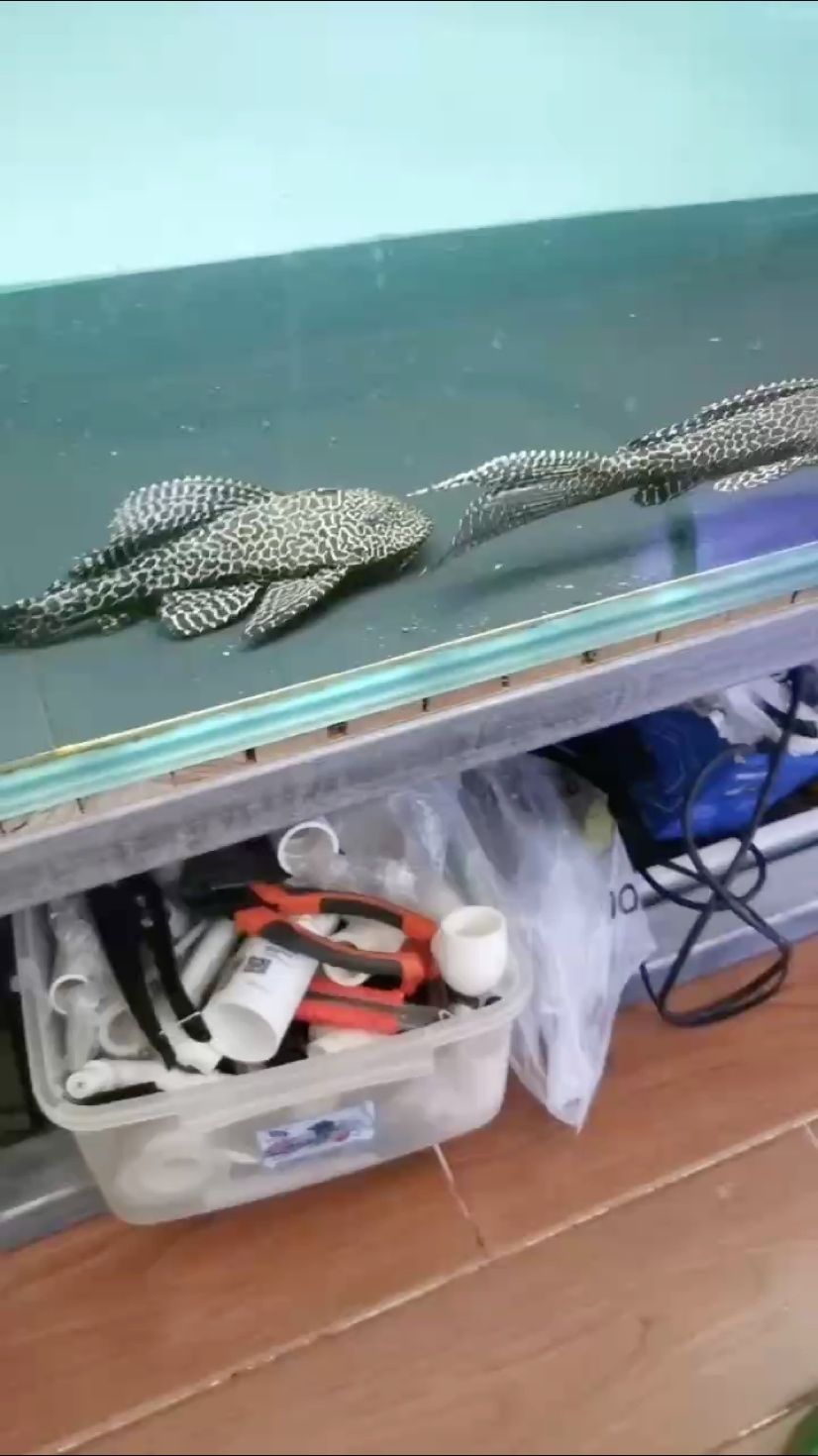 配上了 配上了 龍魚論壇