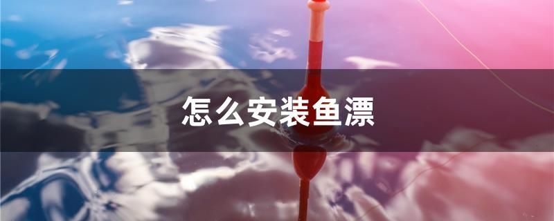 什么魚能和龍魚、虎魚混養(龍魚能和虎魚混養嗎) 怎么安裝魚漂 黃金貓魚百科 怎么安裝魚漂 怎么安裝魚漂 黃金貓魚百科