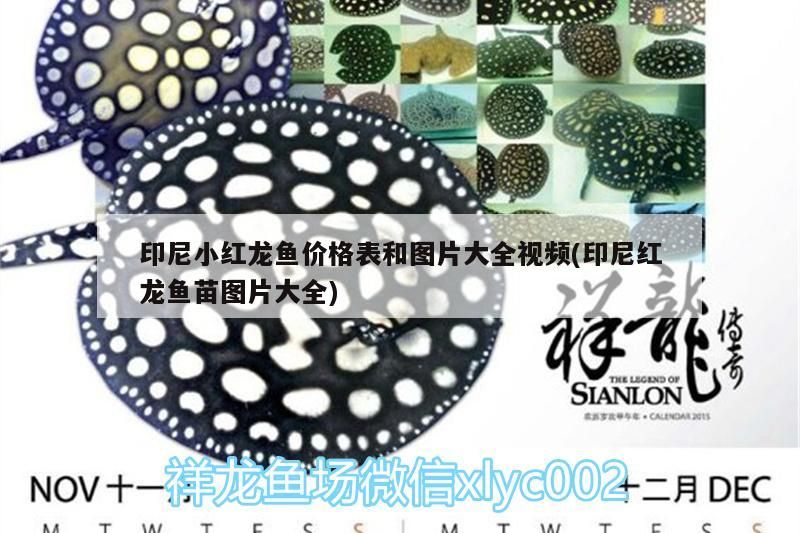 印尼小紅龍魚價格表和圖片大全視頻(印尼紅龍魚苗圖片大全)