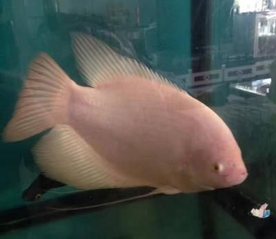 白色的大型觀賞魚是什么魚類的（白色大型觀賞魚種類包括以下幾個品種適合不同的飼養環境和愛好者的需求） 白色的大型觀賞魚是什么魚類的（白色大型觀賞魚種類包括以下幾個品種適合不同的飼養環境和愛好者的需求） 九鼎魚缸 第3張