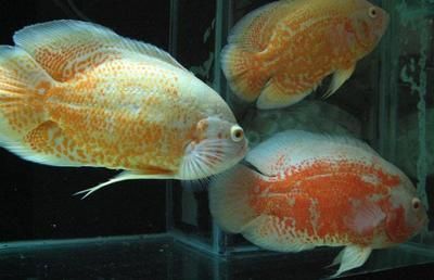白色的大型觀賞魚是什么魚類的（白色大型觀賞魚種類包括以下幾個品種適合不同的飼養環境和愛好者的需求） 白色的大型觀賞魚是什么魚類的（白色大型觀賞魚種類包括以下幾個品種適合不同的飼養環境和愛好者的需求） 九鼎魚缸 第1張