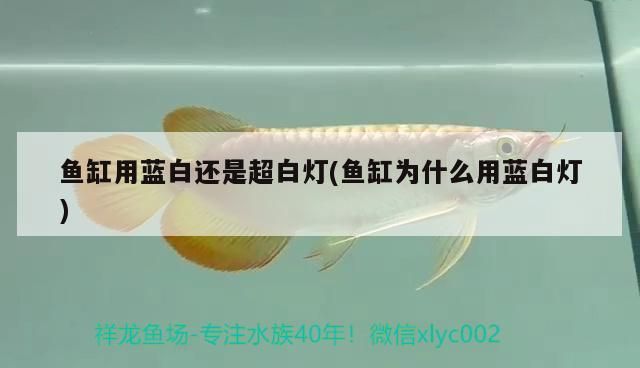 玉石能放魚缸里嗎視頻（玉石魚缸可以養(yǎng)魚嗎）
