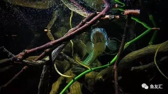 黃金眼鏡蛇雷龍魚缸配置，黃金眼鏡蛇雷龍魚缸配置打造完美水族箱環境，迎接美麗新成員