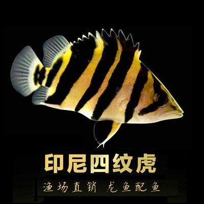 三紋虎魚飼料品牌用戶評價，三紋虎魚飼料品牌對比評測三紋虎魚飼料價格區間查詢