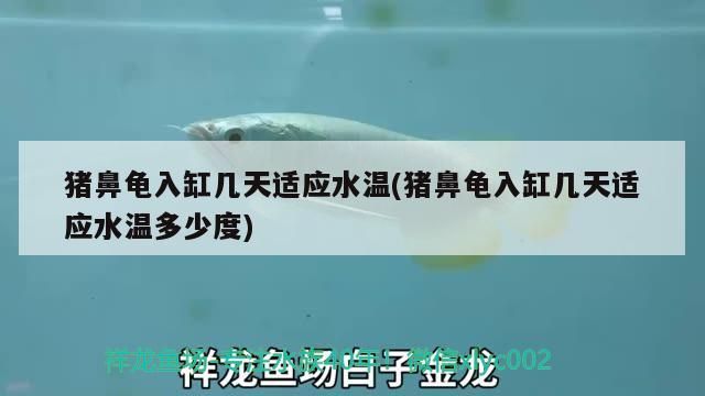 豬鼻龜入缸幾天適應水溫(豬鼻龜入缸幾天適應水溫多少度)