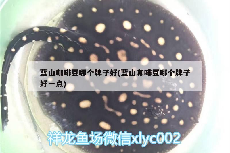 藍(lán)山咖啡豆哪個(gè)牌子好(藍(lán)山咖啡豆哪個(gè)牌子好一點(diǎn))
