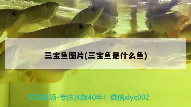 三寶魚圖片(三寶魚是什么魚)