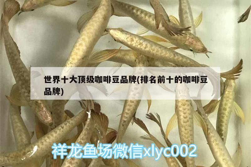 世界十大頂級咖啡豆品牌(排名前十的咖啡豆品牌) 世界十大頂級咖啡豆品牌(排名前十的咖啡豆品牌) 馬來西亞咖啡