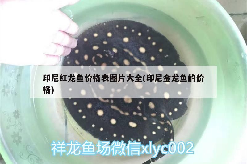 印尼紅龍魚價格表圖片大全(印尼金龍魚的價格)