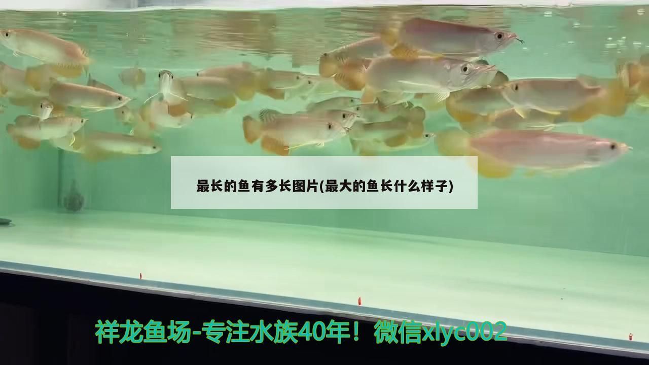 魚缸過濾器選購指南:自制魚缸過濾器魚缸上置過濾器對于養(yǎng)魚愛好者的必備知識 最長的魚有多長圖片(最大的魚長什么樣子) 九鼎魚缸 最長的魚有多長圖片(最大的魚長什么樣子) 最長的魚有多長圖片(最大的魚長什么樣子) 九鼎魚缸