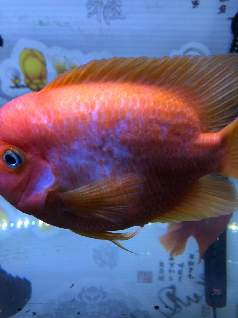 觀賞魚 廣州哪里有金龍魚賣的實體店 金龍魚廣州經銷商 森森魚缸 廣州哪里有金龍魚賣的實體店 金龍魚廣州經銷商 廣州哪里有金龍魚賣的實體店 金龍魚廣州經銷商 森森魚缸
