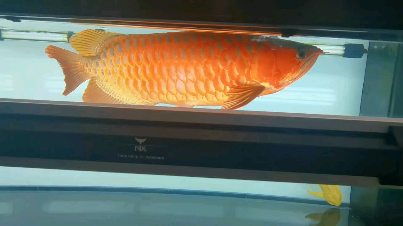 發色季