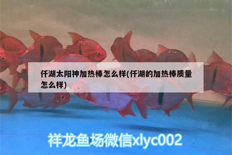 仟湖太陽神加熱棒怎么樣(仟湖的加熱棒質量怎么樣)