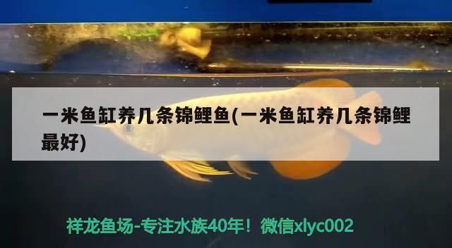一米魚缸養幾條錦鯉魚(一米魚缸養幾條錦鯉最好)