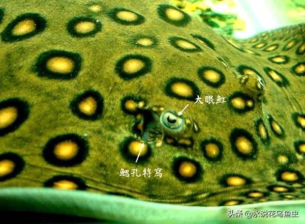 魟魚能長到直經多大：關于魟魚體型大小的一些詳細信息 魟魚能長到直經多大：關于魟魚體型大小的一些詳細信息 魟魚百科 第3張