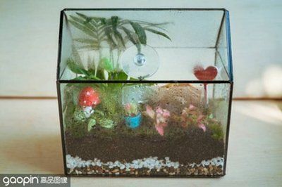 豬鼻龜繁殖技術(shù)有哪些方法：豬鼻龜能人工繁殖出來嗎