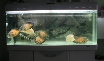 80cm魚缸養多少魚：80cm長的魚缸適合養多少魚 80cm魚缸養多少魚：80cm長的魚缸適合養多少魚 魚缸百科 第4張