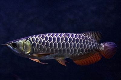 過背金龍魚什么意思啊：如何鑒別高品質過背金龍魚