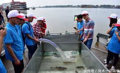 觀賞河豚魚怎么養(yǎng)（觀賞河豚魚的養(yǎng)殖技術(shù)）
