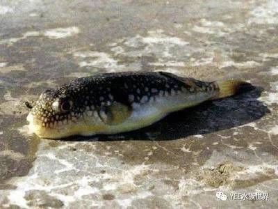 觀賞河豚魚怎么養(yǎng)（觀賞河豚魚的養(yǎng)殖技術(shù)）