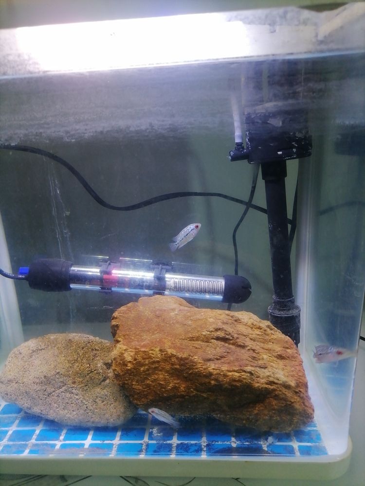 我又回來了 我又回來了 龍魚論壇