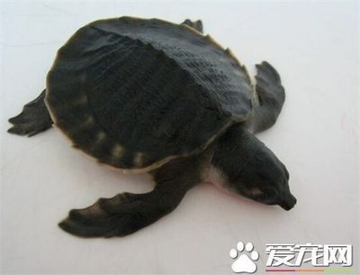 豬鼻龜是龜嗎：豬鼻龜的種類及種類介紹 豬鼻龜是龜嗎：豬鼻龜的種類及種類介紹 豬鼻龜百科 第4張