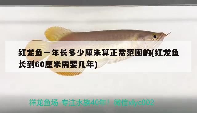 豬鼻龜身上有白斑是咋回事兒啊(豬鼻龜身上出現(xiàn)白點(diǎn)是怎么回事)