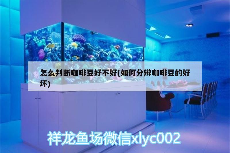 龍魚干蝦有營養嗎 怎么判斷咖啡豆好不好(如何分辨咖啡豆的好壞) 馬來西亞咖啡 怎么判斷咖啡豆好不好(如何分辨咖啡豆的好壞) 怎么判斷咖啡豆好不好(如何分辨咖啡豆的好壞) 馬來西亞咖啡