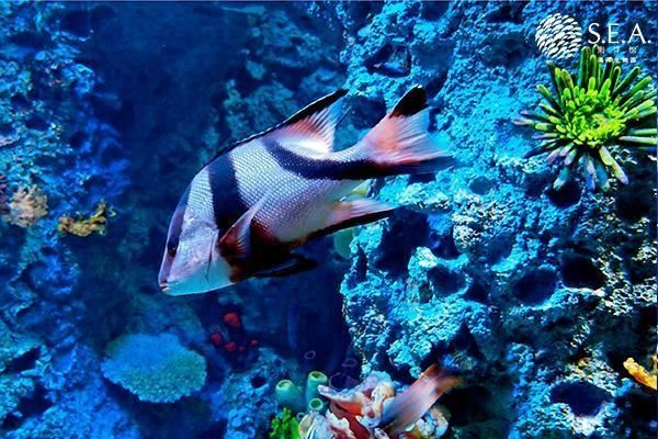 水族館魚類介紹大全圖片高清：水族館魚類介紹大全
