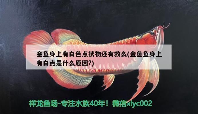 龍魚尾巴上長白毛了vs祥龍魚場：祥龍魚場龍魚尾部白毛病因探究 龍魚尾巴上長白毛了vs祥龍魚場：祥龍魚場龍魚尾部白毛病因探究 vs祥龍魚場 第4張
